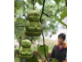 Báo Trung Quốc: Báo Trung Quốc: